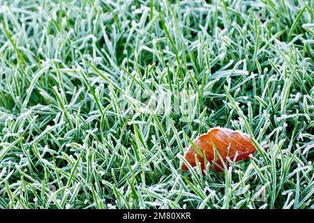 Primo piano di una singola foglia adagiata sull'erba coperta da un leggero gelo dopo una fredda notte invernale. Foto Stock