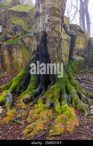 La massiccia radici dell'albero nella roccia Foto Stock