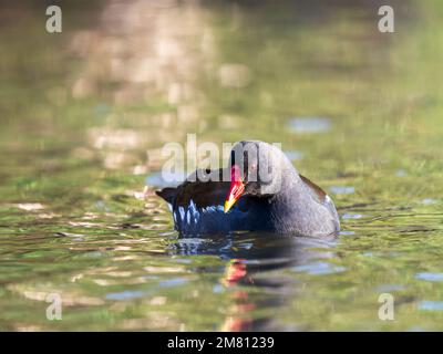 Moorhen nuotare in un lago Foto Stock