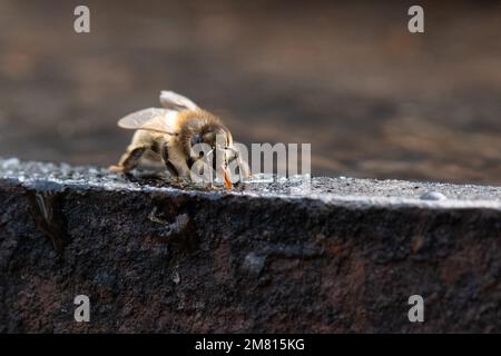 Ape di miele (Apis mellifera) bere o raccogliere acqua dal bordo metallico del vecchio barile di whisky - Scozia, Regno Unito Foto Stock