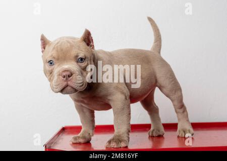 un cane americano bully cucciolo, guardando la macchina fotografica con sfondo bianco. Foto Stock