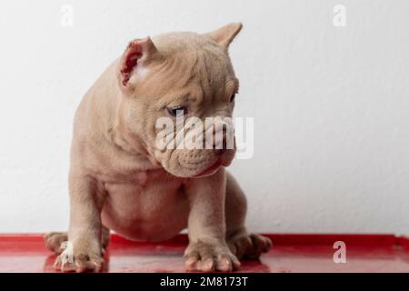cucciolo bullo americano, seduto su una superficie rossa, con spazio copia. Foto Stock