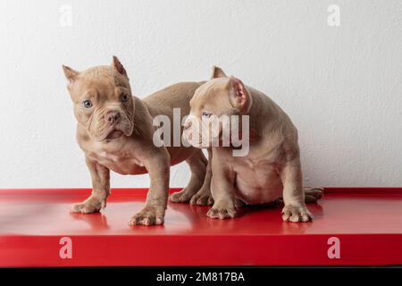 due cani da cucciolo toro americani, su un tavolo rosso con sfondo bianco. Foto Stock