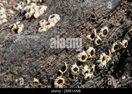 Conchiglie di barnacolo di ghiande vuote su una roccia con bassa marea lungo la costa della Nuova Scozia. Foto Stock