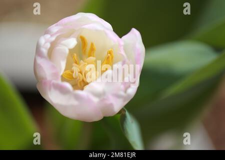 primo piano di tulipano bianco rosa, sfondo sfocato Foto Stock