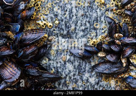 Le cozze sulla spiaggia Foto Stock