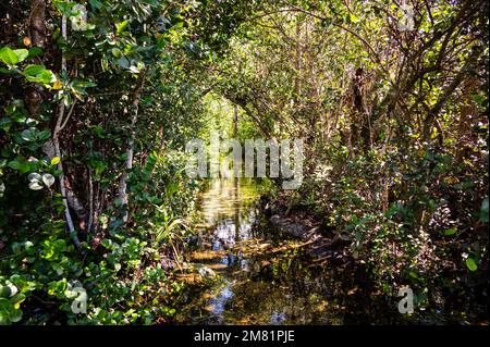 Riverway attraverso alberi di mangrovie nella palude delle everglades a Everglade City, Florida. Foto Stock