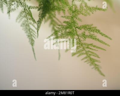 Primo piano dei fronti di una felce di asparagi (Asparagus setaceus) che scende dalla parte superiore del quadro su uno sfondo piano Foto Stock