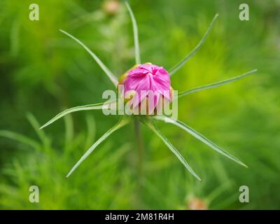 Primo piano del cosmo rosa (Cosmos bipinnatus) germoglio di fiori Foto Stock