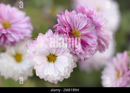 Fioritura rosa bianco Chrysanthemum fiori in giardino. Foto Stock