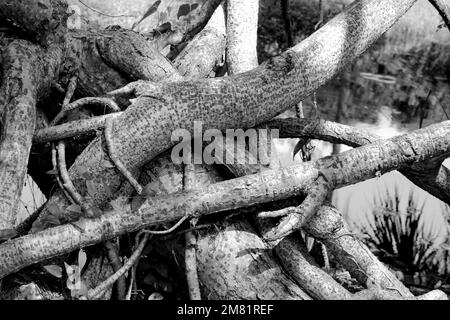 Radici gnarled e twisted accanto ad una palude in Florida Foto Stock