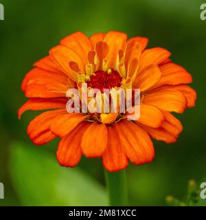 Primo piano di un fiore di Zinnia con petali arancioni e centro rosso e sfondo verde Foto Stock