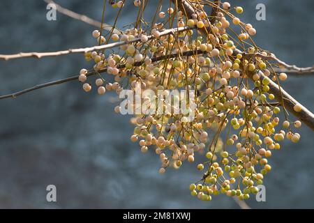 Italia, Lombardia, Persiano Lilac, Chinaberry Tree, Melia Azedarach, Frutta in inverno Foto Stock