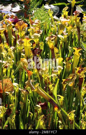 Gelbe Schlauchpflanze (Sarracenia flava), fleischfressende Pflanze im Botanischen Garten, Nordrhein-Westfalen, Deutschland, Bonn Foto Stock