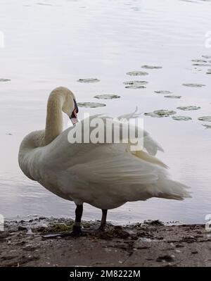 Primo piano di cigno in piedi accanto al lago Foto Stock