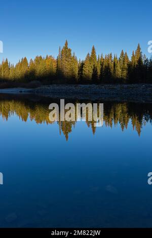 Abete Tree Lake Reflection - Crested Butte Colorado Foto Stock