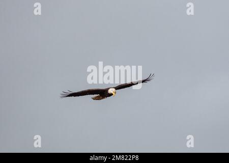 Vista grandangolare di un'aquila calva che sorvola il cielo Foto Stock