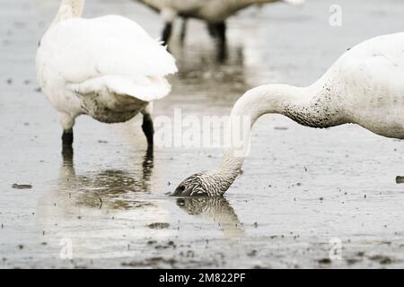 Primo piano di un cigno trombettista con la testa nel fango Foto Stock