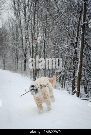 Soffice cane che corre con un bastone su sentiero boscoso innevato in inverno. Foto Stock