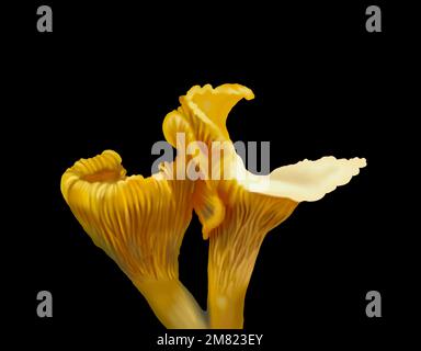 finferelle a fungo acquerello. Canterelle d'oro realistiche. girolle Foto Stock