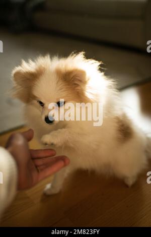 Primo piano della mano della donna e del cane che dà Una zampa al proprietario del cane Foto Stock