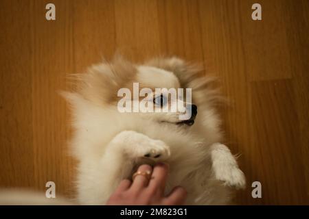 Primo piano di cane da cucire mano della donna su pavimento di legno duro Foto Stock