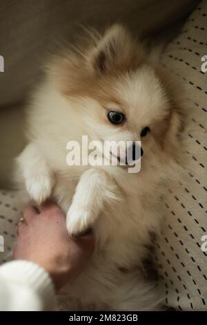 Primo piano di mano Donna Petting cane al chiuso Foto Stock