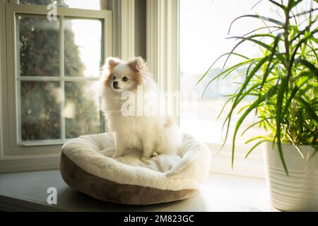 Piccolo carino soffice cane seduto su Dog Bed su Windowsil Foto Stock