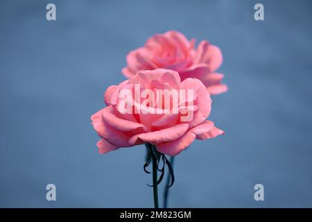 romantico fiore rosa in giardino in primavera Foto Stock