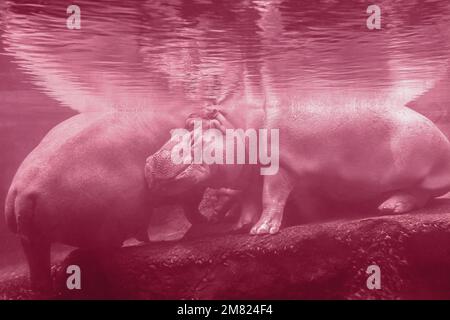 Un primo piano di un ippopotamo sotto l'acqua allo zoo. Hippo sta riposando sotto l'acqua. L'immagine è tondata nel colore Viva Magenta dell'anno 2023 Foto Stock