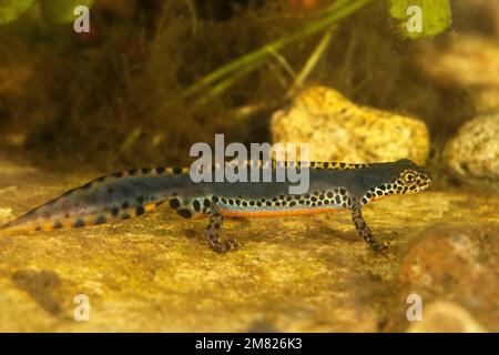 Novellino alpino (Ichthyosaura alpestris), maschio in allevamento idrico, Turingia, Germania Foto Stock