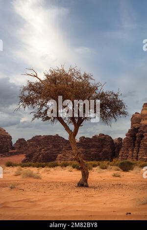 Albero in mezzo al deserto preso nel maggio 2022 Foto Stock