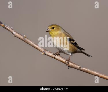 Un primo piano di Goldfinch americano appollaiato sul ramo su sfondo grigio beige Foto Stock