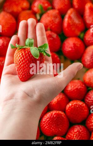 Le fragole mature nel primo piano della mano del bambino su una stagione di fragole background.berry.Strawberry scatola.Strawberry raccolto. la mano del bambino prende una fragola Foto Stock