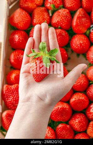 Scatola di fragole. Fragole mature nella mano del bambino su una stagione di fragole background.berry.Strawberry scatola.Strawberry raccolto. la mano del bambino prende un Foto Stock