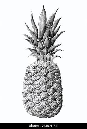 Vettore di ananas fresco disegnato a mano Illustrazione Vettoriale