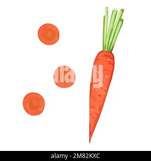 Illustrazione di carota con fette in stile acquerello disegnato a mano isolato su sfondo bianco. Elemento di disegno vettoriale. Illustrazione Vettoriale
