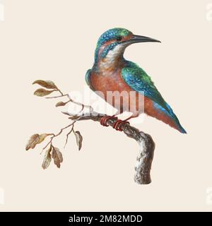 Vettore di illustrazione IJsvogel (Common Kingfisher) Illustrazione Vettoriale