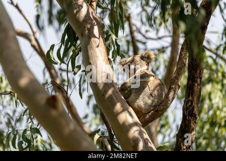 Un orso di Koala selvatico (Phascolarctos cinereus) visto a Byron Bay, nel nuovo Galles del Sud in un albero nativo di eucalipto della gomma. Foto Stock