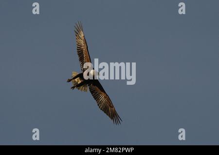 Un'aquila calva (Haliaeetus leucocephalus) sorvola il fiume Blackwater al Blackwater National Wildlife Refuge, Maryland. Foto Stock
