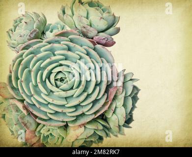 Textured vecchia carta sfondo con piante succulente Foto Stock