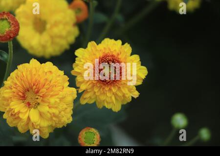 Fiori di crisantemo rossi e arancioni in giardino Foto Stock