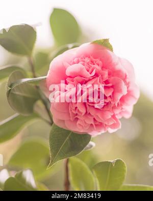 Fiori di camelia rosa (Japonica Camelia) in fiore su un lussureggiante verde cespuglio, primo piano nel giardino Foto Stock