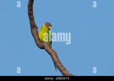 Un parakeet femminile a testa di prugne o Psittacula cyanocephala osservato in Hampi a Karnataka, India Foto Stock