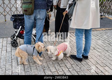 Yokohama, Kanagawa, Giappone. 5th Nov 2022. I proprietari di animali domestici che camminano i loro cani di piccola taglia in un fine settimana a Akarenga Park.Akarenga Park (èµ¤ã‚Œã‚“ãŒå…¬åœ”) è un parco pubblico a Yokohama, Giappone. Si trova nel quartiere Minato Mirai 21, ed è noto per i suoi iconici magazzini in mattoni rossi, che sono stati ridefiniti come negozi, ristoranti e luoghi per eventi. I visitatori possono praticare una varietà di attività, tra cui piacevoli passeggiate, gite in barca sul vicino molo di Osanbashi ed eventi stagionali durante tutto l'anno. Il parco ospita anche il Museo delle bambole di Yokohama, che espone bambole giapponesi e vari tipi di trade Foto Stock