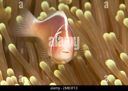 Anfibrion perideraion, pesce pagliaccio rosa tra i tentacoli di Mertens Anemone (stichodactyla mertensii) in una relazione simbiotica, Bali, Indonesia Foto Stock