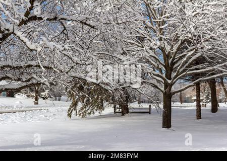 Vista sul paesaggio invernale degli alberi innevati in una giornata ricoperta di neve, a seguito di una Blizzard invernale Foto Stock