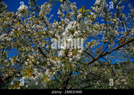 Kirschbäume a voller Blüte Foto Stock