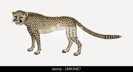 Cheetah vettore antico acquerello animale illustrazione, remixato dalle opere di Robert Jacob Gordon Illustrazione Vettoriale