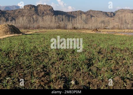 Le piante di grano germinarono e crescendo nei campi Foto Stock